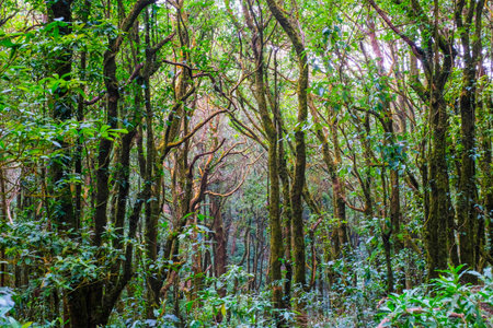 Kew Mae Pan Nature Trail Trekking trail leading through jungle landscape of deep tropical rain...