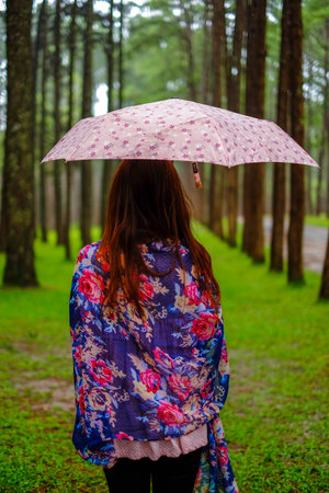 women with pink umbrella in jungle pine tree in rainの写真素材