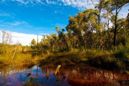 Creek as the  foreground next to the rain forest with blue skyの写真素材