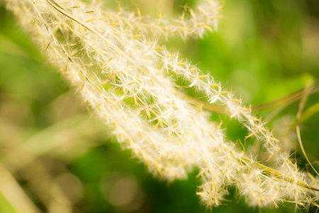the close up of setaria with warm sunlight and background