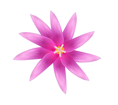 A Christmas cactus flowerのイラスト素材