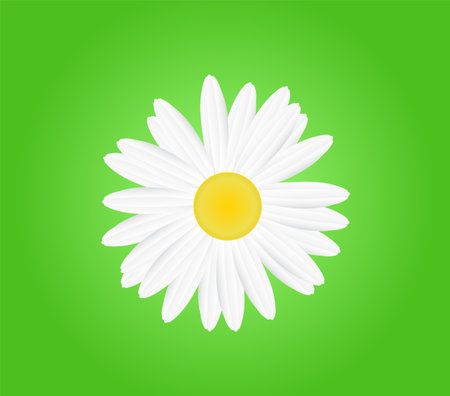 A white daisy flowerのイラスト素材
