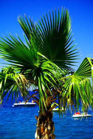 Small palm tree on sea coastの写真素材