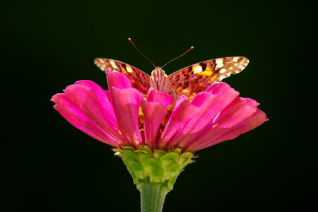 Butterfly on the lila flower in faceの写真素材