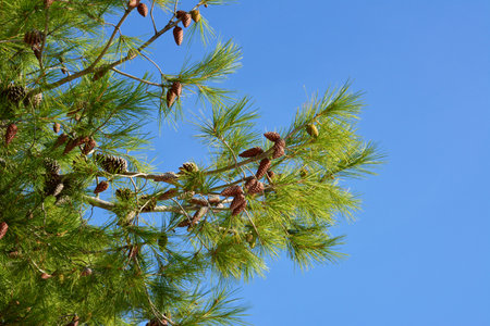 Branch of pine tree with cones above blue clear sky