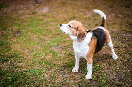 Hound Beagle on a walk in the autumn parkの写真素材