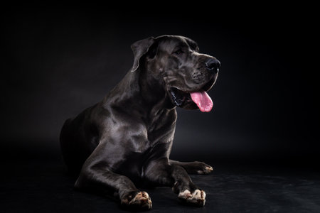 Portrait of a Great Dane dog, on an isolated black background. Shot in the studio, in a dark key.の写真素材
