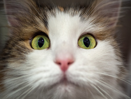 A purebred cat is sitting in the sink, in the bathroom. Tricolor breed, Turkish Angora.の写真素材