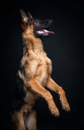 Portrait of a German shepherd in front of an isolated black background. Close-up of a German shepherd in profile view isolated black background.の写真素材