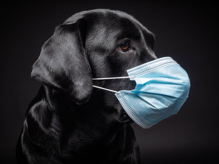 Portrait of a Labrador Retriever dog in a protective medical mask. The picture was taken in a photo studio.の写真素材