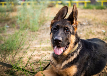 Portrait of a German Shepherd puppy. Walking in a residential area against the background of houses.の写真素材