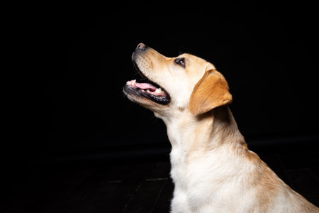 Portrait of a Labrador Retriever dog on an isolated black background. He is very cheerful and happy.の写真素材