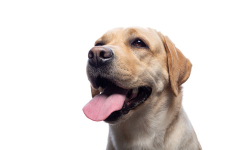 Portrait of a Labrador Retriever dog on an isolated white background. He is very cheerful and happy.の写真素材