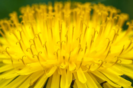 closeup of a dandelion yellow flowerの写真素材