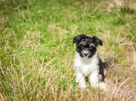 Portrait of black and white puppy with bokeh backgroundの写真素材