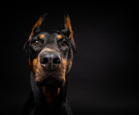 Portrait of a Doberman dog on an isolated black background. Studio shot, close-up.の写真素材