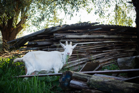 A pet with horns and a beard stays in the sun near the branches of trees.の写真素材