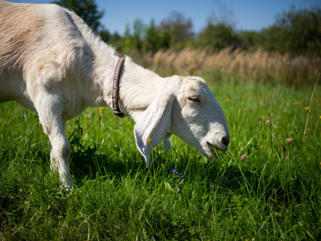 A pet with horns and a beard stays in the sun near the branches of trees.の写真素材