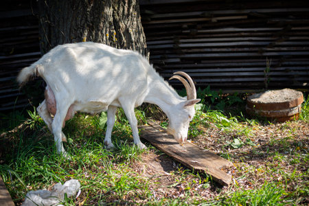 A pet with horns and a beard stays in the sun near the branches of trees.の写真素材