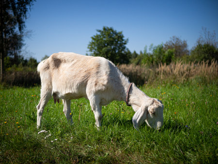A pet with horns and a beard stays in the sun near the branches of trees.の写真素材