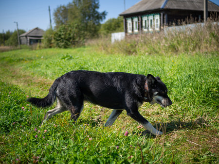 Portrait of a beautiful, intelligent, well-mannered, obedient dog. sitting on the lawn on the grassの写真素材