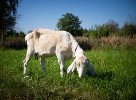 A pet with horns and a beard stays in the sun near the branches of trees.の写真素材