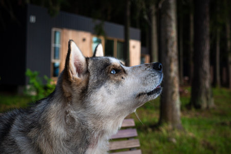 cute Siberian dog, sitting on a park bench