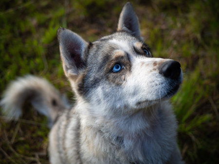 Portrait of a Siberian dog breed during sunset in a meadow