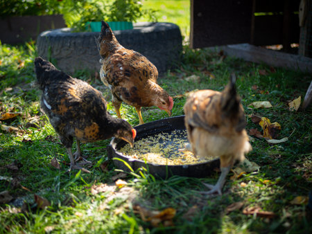 A flock of chickens and ducks are eating paddy and food.の写真素材