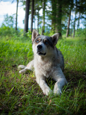 Portrait of a Siberian dog breed during sunset in a meadowの写真素材