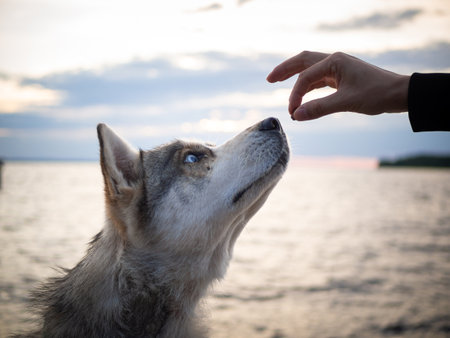 Close-up of a Siberian dog on the beach, gazing intently into the distance with a calm lookの写真素材