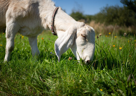A pet with horns and a beard stays in the sun near the branches of trees.の写真素材