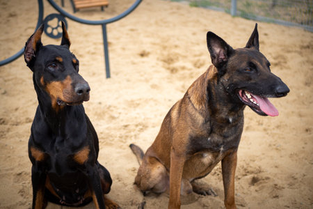 Portrait of a Doberman and a Belgian shepherd. Filmed on a training ground.