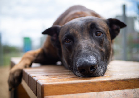 Portrait of a Belgian shepherd.の写真素材
