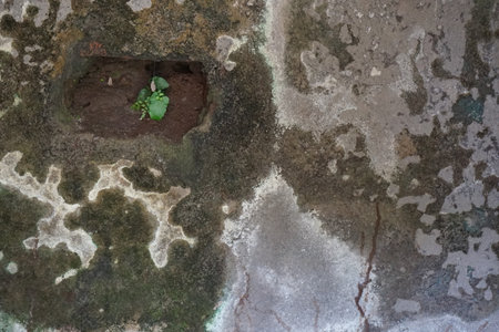 cracked and mossy wall textureの写真素材