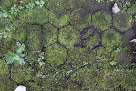 texture of mossy brickの写真素材