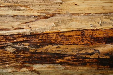 banana tree skin textureの写真素材