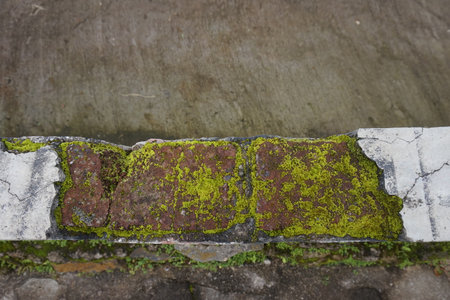 texture of mossy brick wallの写真素材