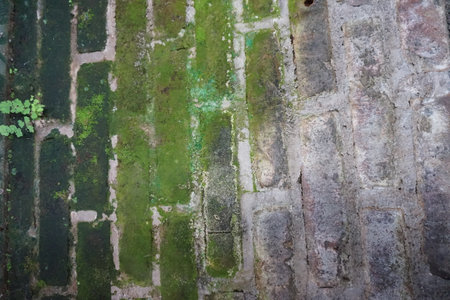 texture of mossy brick wallの写真素材