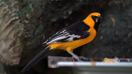 The Oriole, a small black and yellow bird, flew to the feeder next to the tree.の写真素材