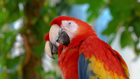 A red parrot sitting on a branch of a large tree.