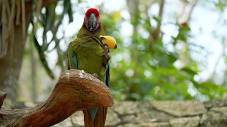 The parrot eats the fruit, holding it with one paw, while the other clings to the branch of the...