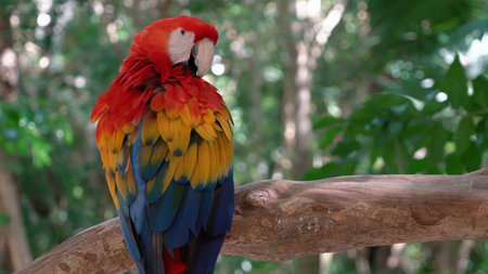 A red parrot sitting on a branch of a large tree.