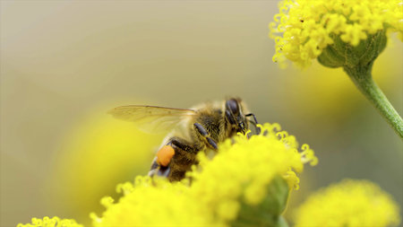 Bee on a yellow flower. Macro photography.