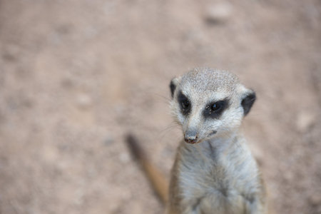 meerkat looking into the distance on a background of sand  biopark, Valencia, Spain の写真素材