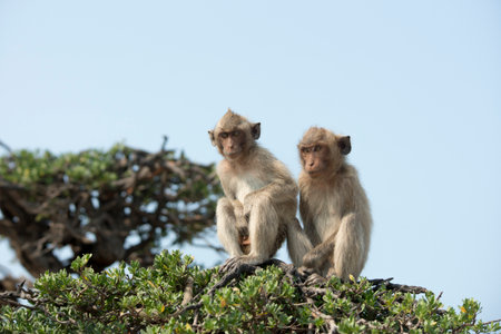 Monkey on a tree.の写真素材