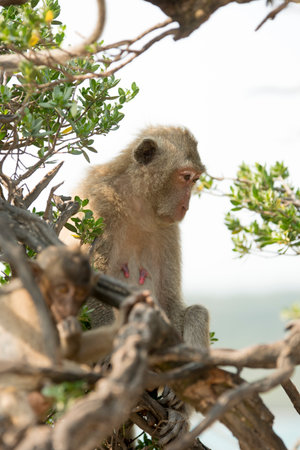 Monkey on a tree.の写真素材