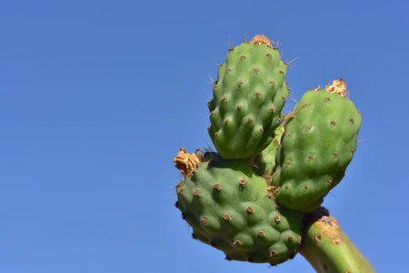 Closeup of a green prickly pear cactus with spines and immature prickly pears fruit with dry flowers...