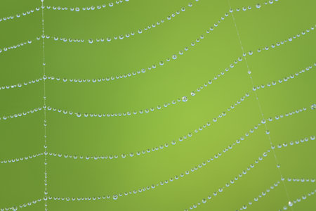 Closeup and background of a cobweb with small dew drops hanging on itの写真素材