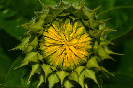 Closeup of a bud of a blossoming sunflower in the evening with water drops in Europeの写真素材